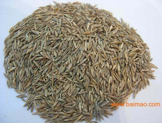 郑州道恒草业大量供应物超所值的高羊茅种子