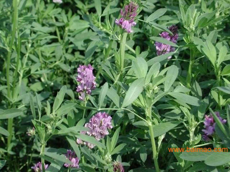 哪里可以买到紫花苜蓿种子|想买品种好的紫花苜蓿种子上哪