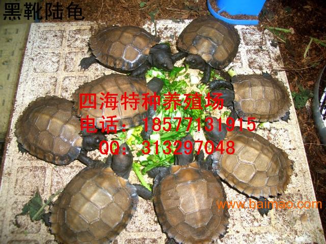 供应黑靴陆龟/靴脚陆龟/养殖/价格