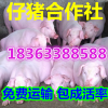 山东仔猪养殖****批发价格 三元猪苗市场行情分析