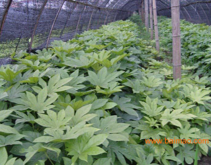 紫藤种子供应 种子种植方法