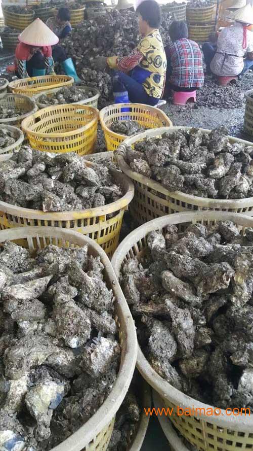 广州刘鲜生水产贸易有限公司批发供应国产生蚝批发,进口生蚝批发,海鲜