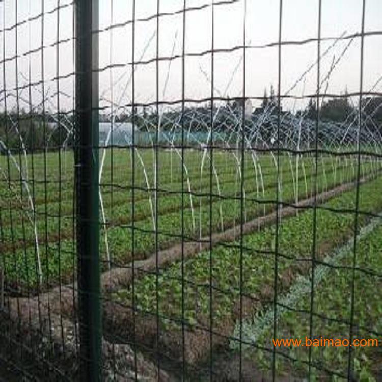 农用铁丝网/绿色农用铁丝网/农用铁丝网围栏