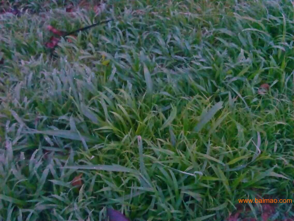 一斤白三叶草籽播种多少平米草坪，草坪培植方法有哪些