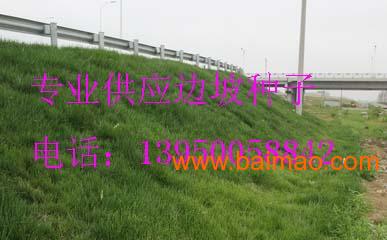 广东哪有卖护坡草坪种子？广州哪有卖护坡草坪种子？