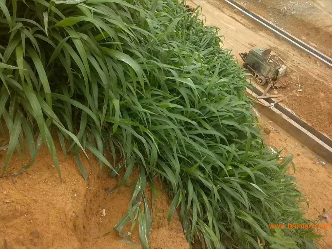 广西高丹草草籽|新品种|牧草草籽