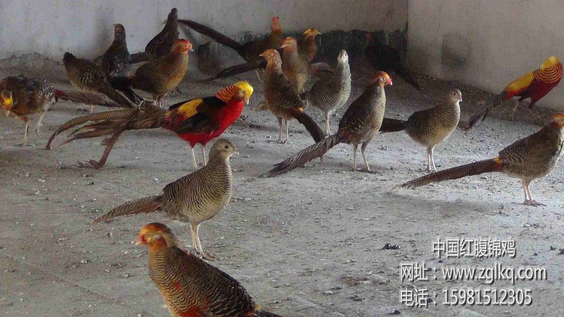 山东红腹锦鸡养殖场图片