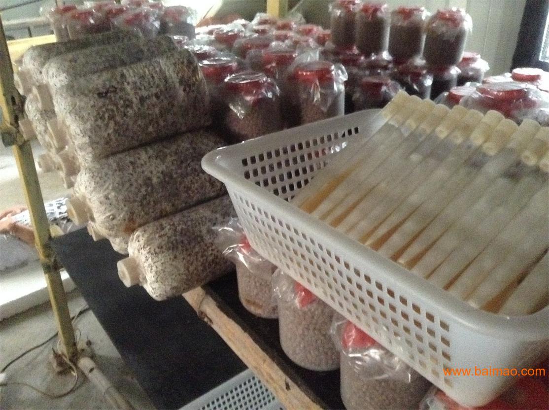 菌种厂家批发1688