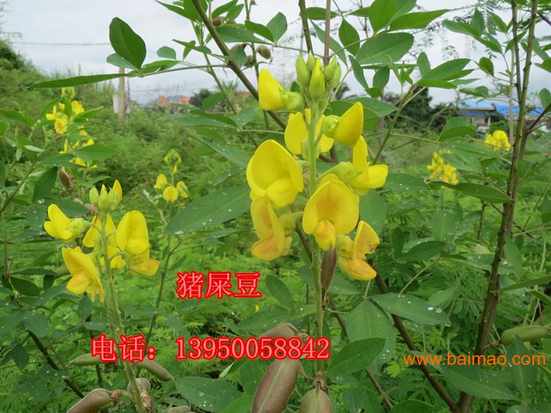 广东省广州市深圳高速护坡草籽草种花种