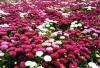 出售大量的雏菊，国庆菊，常用绿化草花