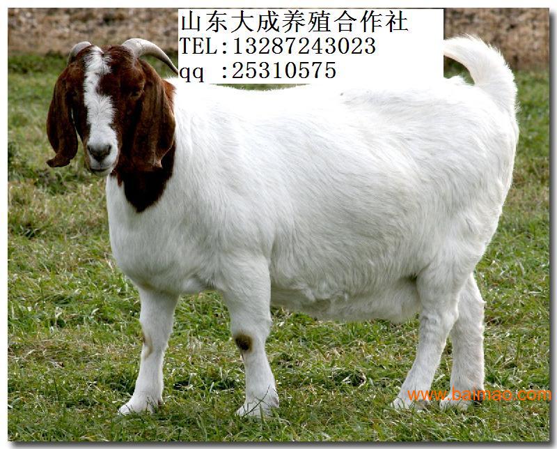 山东适合养殖什么 山东适合养殖什么鱼品种