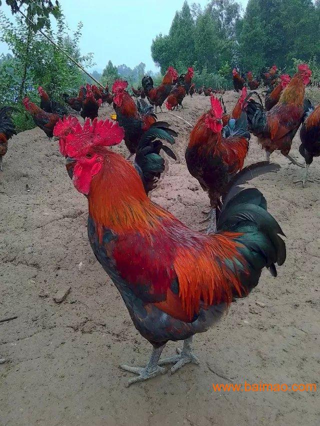 金堂县血毛土鸡,金堂县血毛土鸡重量