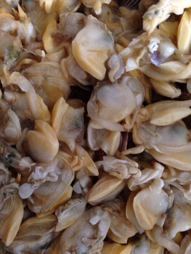 供应福寿螺肉,单冻(黑,黄)螺肉,单冻花蛤肉,厂家/批发/供应商