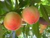 想买品种好的早蜜桃桃苗上哪_易种植的早蜜桃