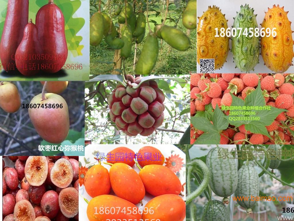布福娜、菠萝葡萄种苗，**，价格优惠产量高