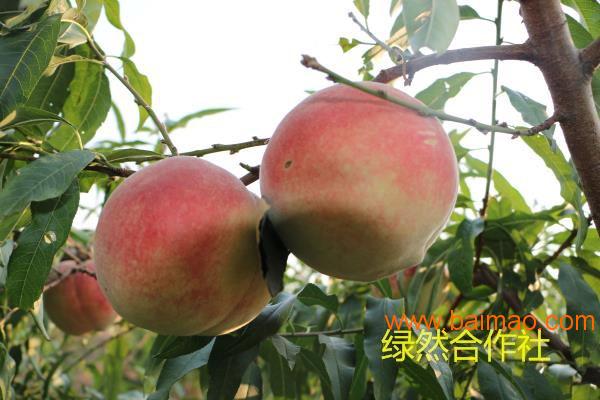 绿然种植养殖合作社-知名的映霜红桃批发商 晚熟桃苗新品种价格