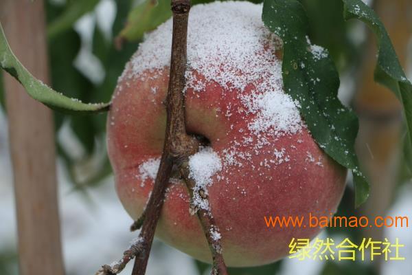 绿然种植养殖合作社-知名的映霜红桃批发商 晚熟桃苗新品种价格