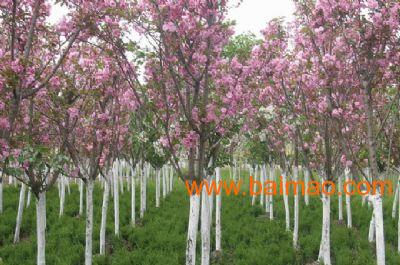 草花种植批发（宿根花卉种植）西府、北美海棠价格在春韵