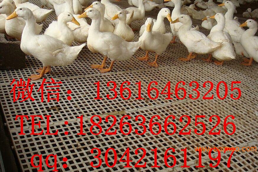 鸡鸭鹅用漏粪板 鸡鸭养殖网床 漏粪地板批发
